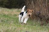 FOX TERRIER 582